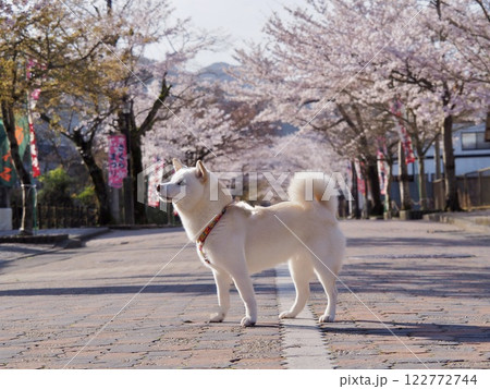 犬、柴犬、白柴、白、桜、桜並木、サクラ、さくら、参道、春、空、可愛い、谷汲山華厳寺、ソメイヨシノ、岐 犬、柴犬、白柴、白、桜、桜並木、サクラ、さくら、参道、春、空、可愛い、谷汲山華厳寺、ソメイヨシノ、岐 122772744