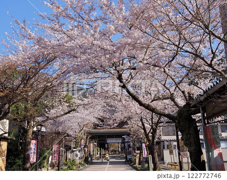 桜並木が続く道　谷汲山華厳寺 122772746