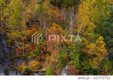 秋の立山黒部アルペンルート　紅葉の黒部ダム（黒部湖） 122772752