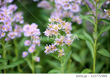 シオンの花 122772966