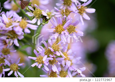 爽やか　シオンの花 122772967