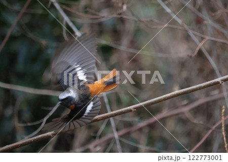 ジョウビタキ 122773001