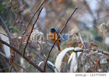 ジョウビタキ 122773005