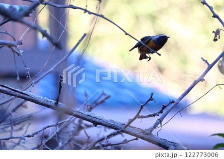 ジョウビタキ 122773006