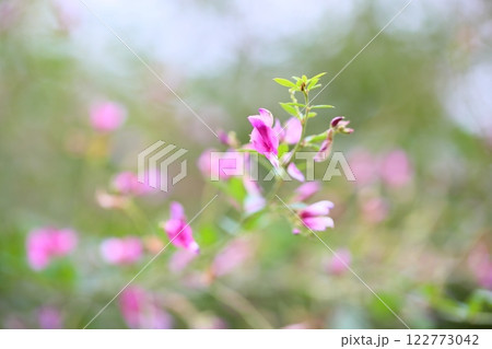 可愛い ハギの花 秋の七草 可愛い ハギの花 秋の七草 122773042