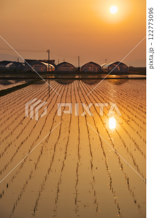 朝焼けに染まる田植え後の水田(出雲市） 122773096