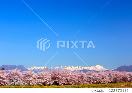 谷川連峰と桜並木 122773185