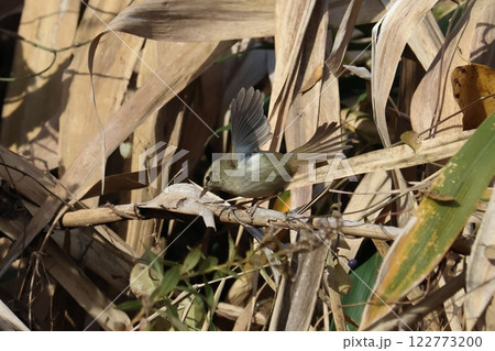 ウグイス 122773200