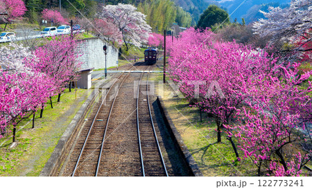 ハナモモとわたらせ渓谷鉄道(16:9) ハナモモとわたらせ渓谷鉄道(16:9) 122773241