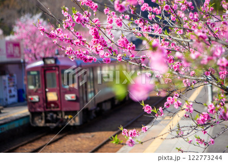 ハナモモ咲く神戸駅 122773244