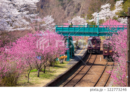 春爛漫の神戸駅 春爛漫の神戸駅 122773246