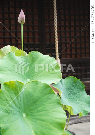 ハスの花、清浄なる花 ハスの花、清浄なる花 122773259