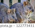 クオッカワラビー　埼玉こども動物自然公園 122773431