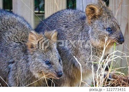クオッカワラビー　埼玉こども動物自然公園 122773431