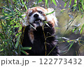 レッサーパンダ　埼玉こども動物自然公園 122773432