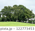 緑多い公園の大木 122773453