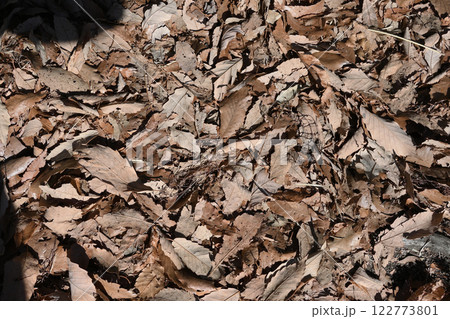 落ち葉 122773801