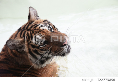 いつもと違って、そんな優しそうな顔みせる時もあるんだね いつもと違って、そんな優しそうな顔みせる時もあるんだね 122773856