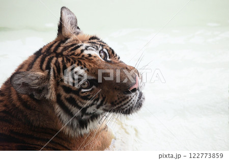 いつもと違って、そんな優しそうな顔みせる時もあるんだね いつもと違って、そんな優しそうな顔みせる時もあるんだね 122773859