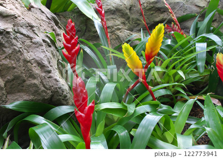 インコアナナス 122773941