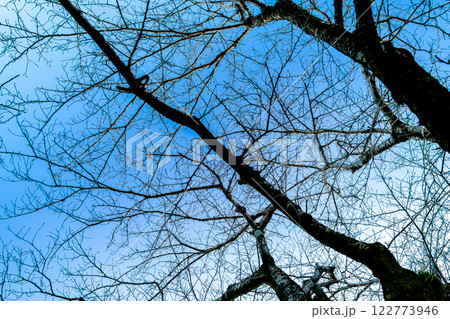 落葉した桜の木 122773946