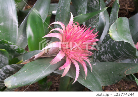 シマサンゴアナナス 122774244