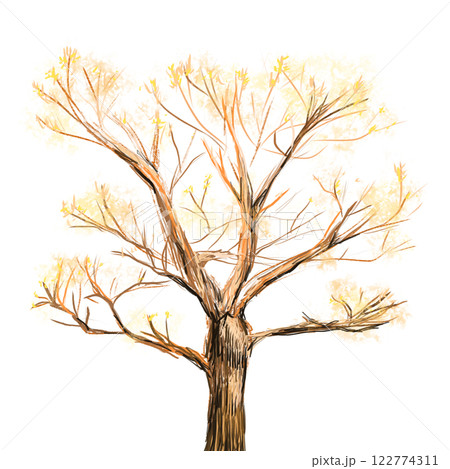Tree in autumn color pencil drawing, single tree with yellow leaves isolated illustration  122774311