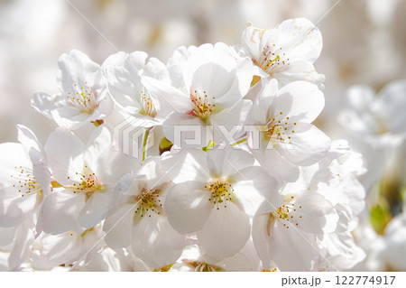 桜の花が満開の春のイメージ 122774917