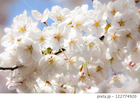 桜の花が満開の春のイメージ 122774920