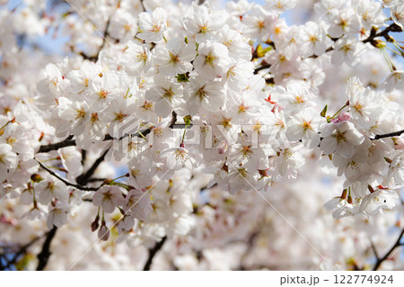暖かい春に咲く満開の桜の花 122774924