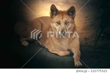Australian Dingo Australian Dingo 122775322