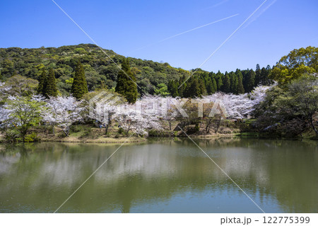観音ヶ池と満開の桜 122775399