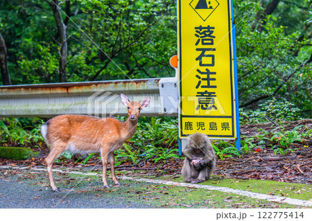 ヤクシカとヤクザル 落石注意 世界自然遺産屋久島(秋 ヤクシカとヤクザル 落石注意 世界自然遺産屋久島(秋 122775414