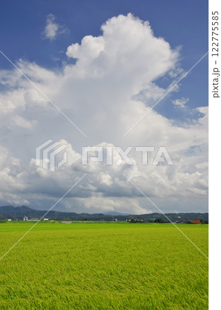 色づき始めた田園と夏雲（出雲市） 122775585