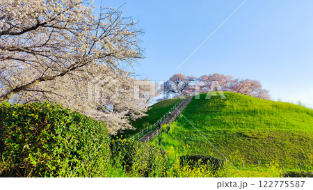 丸墓山古墳の桜(さきたま古墳公園) 丸墓山古墳の桜(さきたま古墳公園) 122775587