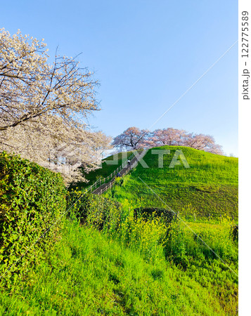 丸墓山古墳の桜（さきたま古墳公園） 122775589