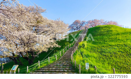 丸墓山古墳の桜（さきたま古墳公園） 122775593