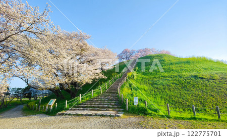 丸墓山古墳の桜（さきたま古墳公園） 122775701