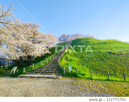 丸墓山古墳の桜(さきたま古墳公園) 丸墓山古墳の桜(さきたま古墳公園) 122775703