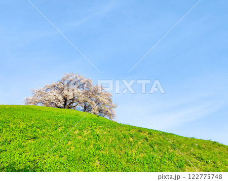丸墓山古墳の桜(さきたま古墳公園) 丸墓山古墳の桜(さきたま古墳公園) 122775748