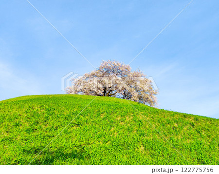 丸墓山古墳の桜（さきたま古墳公園） 122775756