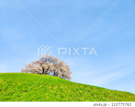 丸墓山古墳の桜(さきたま古墳公園) 丸墓山古墳の桜(さきたま古墳公園) 122775762