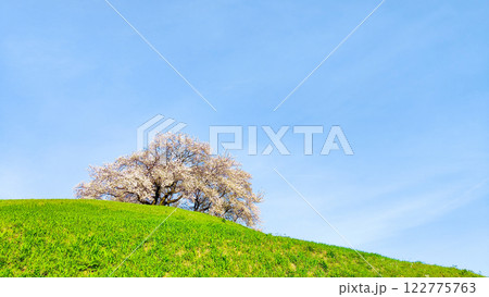 丸墓山古墳の桜(さきたま古墳公園) 丸墓山古墳の桜(さきたま古墳公園) 122775763