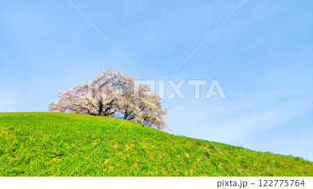 丸墓山古墳の桜（さきたま古墳公園） 122775764