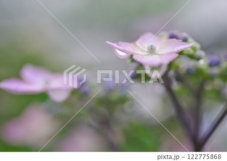 水滴をつけたガクアジサイの花(出雲市) 水滴をつけたガクアジサイの花(出雲市) 122775868