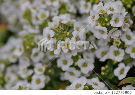 スイートアリッサムの花 スイートアリッサムの花 122775900
