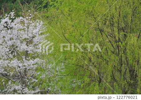 桜とヤナギ(雲南市) 桜とヤナギ(雲南市) 122776021