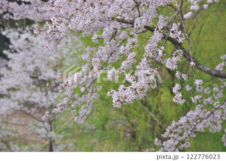桜とヤナギ(雲南市) 桜とヤナギ(雲南市) 122776023