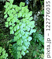 魅惑的な自然植物 122776035