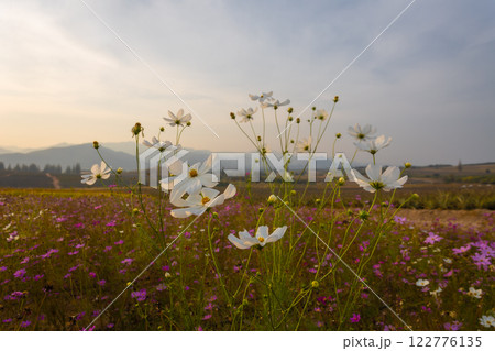 Blooming and falling cosmos flowers field surrounded by mountains in the evening in January at Phu Phan Ta, Ban Kha District, Ratchaburi Blooming and falling cosmos flowers field surrounded by mountains in the evening in January at Phu Phan Ta, Ban Kha District, Ratchaburi 122776135